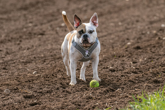 Old english bulldog  auf einem Acker mit einem Ball