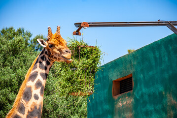 Closeup of a beautiful giraffe in a Safari park in Majorca, Spain