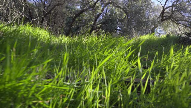 Wild animal stalking in the green grass. POV