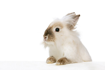 Portrait of charming, furry cute rabbit posing isolated on white studio background. Concept of domestic animal life, pets, friend, happy easter