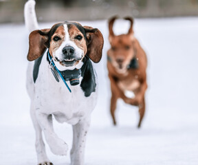 Shallow focus shot of a Beagle dog walking on a snow with another dog running in the background