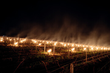 Feux allumés dans un vignoble pour protéger les vignes du gel la nuit