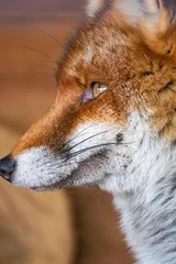 Fototapete Braun Vertikale Nahaufnahme des Kopfes des roten Fuchses auf dem verschwommenen Hintergrund