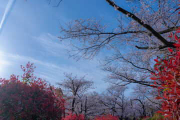 東京都北区王子にある飛鳥山公園の満開の桜の景色