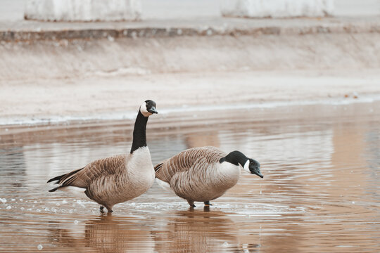Pair of Canadian goose on a sunny day in the pond