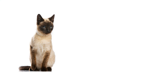 Full-length portrait of charming Thai cat with blue eyes posing isolated on white studio...