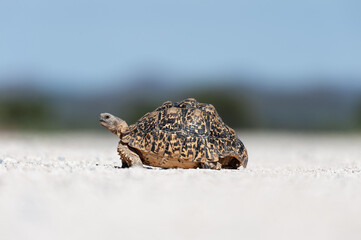 Portrait of turtle on the road in Namibia