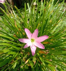 Close-up Zephyranthes Minuta is a plant species that is very often referred to as Zephyranthes grandiflora or Amaryllis Minuta as a synonym in bloom the garden.