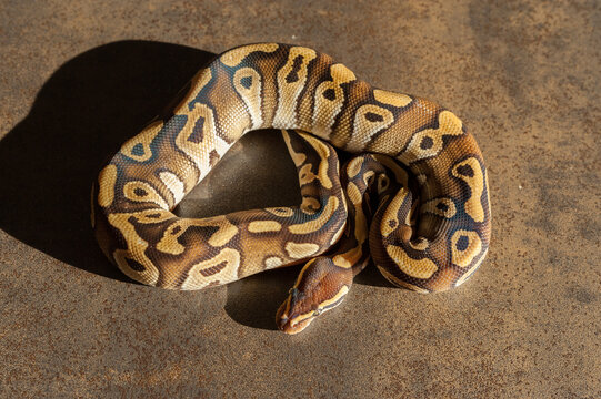 Beautiful jung ball python in sun light
