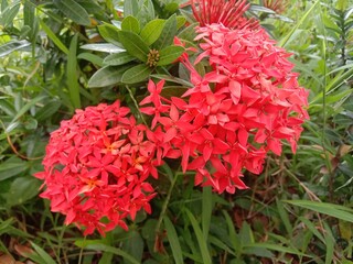 Beautiful red ashoka flowers are on the parks on a sunny morning. Ixora Chinensis background.