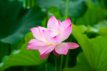Closeup of a pink Lotus (Nelumbo nucifera) flower - obrazy, fototapety, plakaty