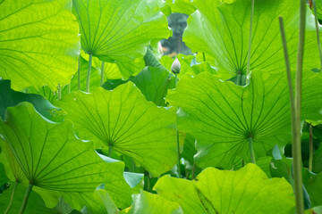 Scenic view of lotus flower leaves in a fores