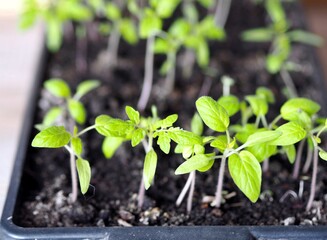 Vegetable garden on the window. Early seedlings of tomatoes in boxes, grown from seeds at home on a windowsill. Spring agricultural preparatory work is the key to a future harvest in the fall.