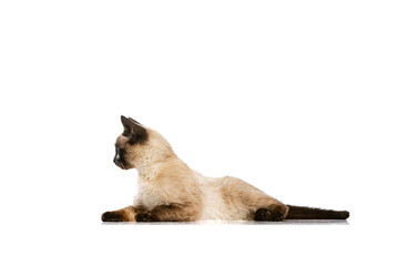 Full-length portrait of charming Thai cat with blue eyes posing isolated on white studio background. Concept of domestic animal life, pets, action