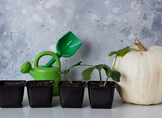 Agriculture.Early pumpkin seedlings grown from seeds at home on a windowsill, in ascending order, against the background of a large pumpkin fruit.
