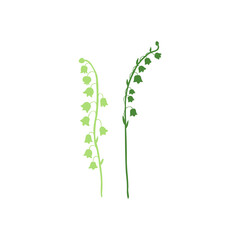 Lily of the valley, Convallaria flower silhouette, muguet isolated on white background botanical hand drawn vector doodle illustration for design package green cosmetic, greeting cards, wedding invite