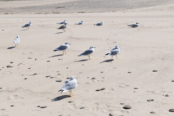 Fototapeta premium Seagulls on beach
