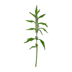 Motherwort hand drawn vector sketch isolated on white background, colorful herbal medical sedative plant, Organic food ingredient field weed illustration for healthy market, pharmacology, cosmetic