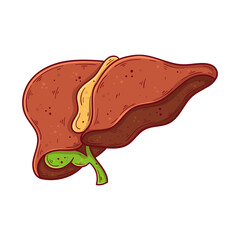 Human liver and gallbladder hand drawn cartoon simple vector illustration.