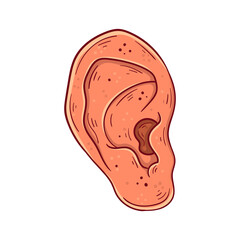 Human ear hand drawn cartoon simple vector illustration.