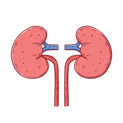 Human kidneys hand drawn cartoon simple vector illustration.