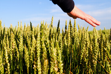 Ears of wheat in the green field
