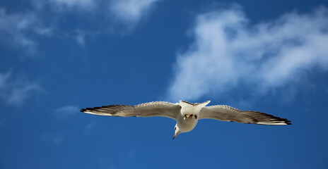 Extreme close-up of a flying gull on sky, banner with copy space for text