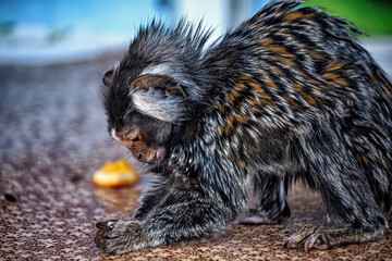 A small marmoset monkey eating an orange.