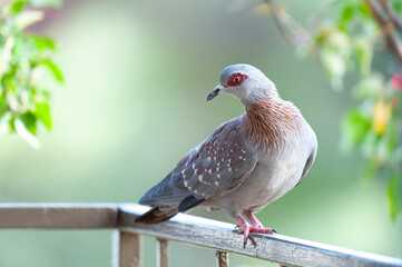 Pigeon in Namibia closeup portrait