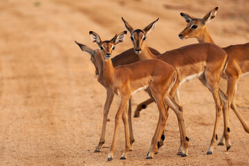Portrait group of impala standing on gravel road.