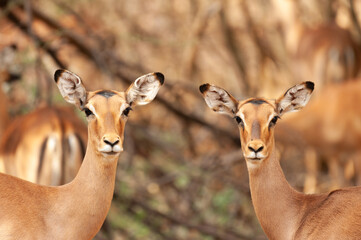 Portrait of 2 impalas in Namibia