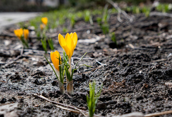 two spring yellow crocuses flowers in spring on sunny meadow