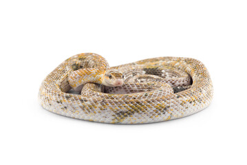Beauty rat Snake calico isolated on black background