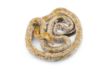 Beauty rat Snake calico isolated on black background