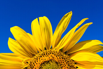 Yellow bright sunflower on blue clear sky background