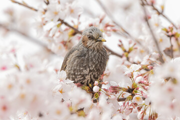 桜の花に包まれるヒヨドリ