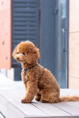 Beautiful little brown poodle dog in a harness. Miniature poodle pet puppy on a walk in the street.
