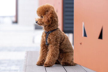 Beautiful little brown poodle dog in a harness. Miniature poodle pet puppy on a walk in the street.