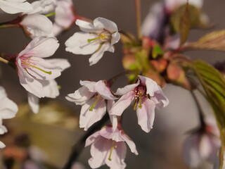 Obraz premium blossom in spring