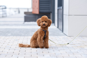 Beautiful little brown poodle dog in a harness. Miniature poodle pet puppy on a walk in the street.