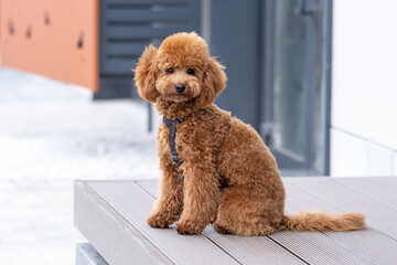Beautiful little brown poodle dog in a harness. Miniature poodle pet puppy on a walk in the street.