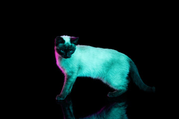Full-length portrait of beautiful Thai cat with blue eyes posing isolated on dark background in neon light. Concept of domestic animal life, pets, action