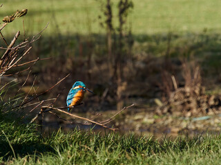 A common kingfisher pauses in bright warm sunlight, iridescent plumage glowing as it perches on a twig by a stream in Buxton, UK.