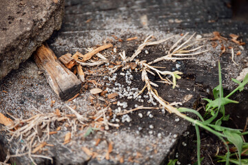 Ant larvae/Larves de fourmis