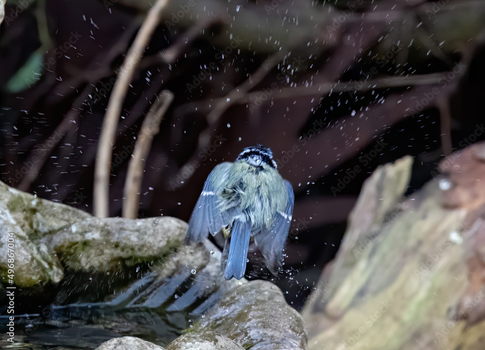 Sticker Eurasian blue tit bird splashing water while bathing in the shallow water of garden fountain