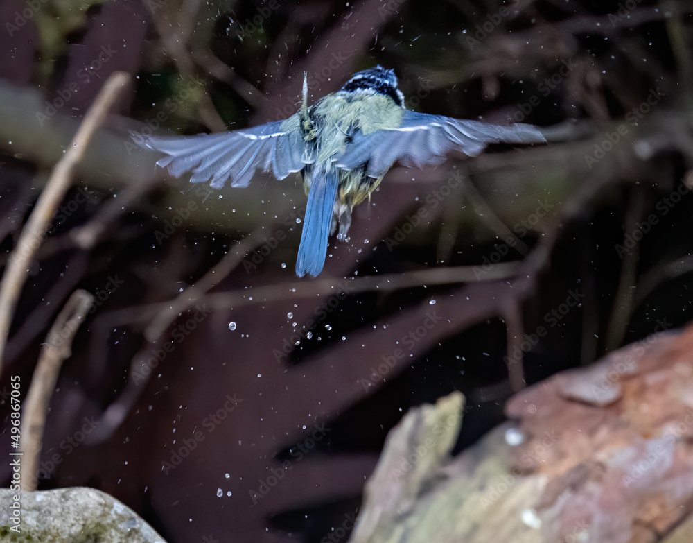 Poster wet-feather eurasian blue tit bird splashing water while flying away from the garden fountain