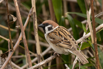 藪へ去るスズメ
