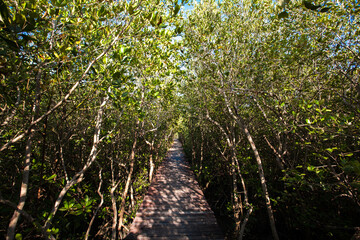 Wooden footpath in Mangrove forest