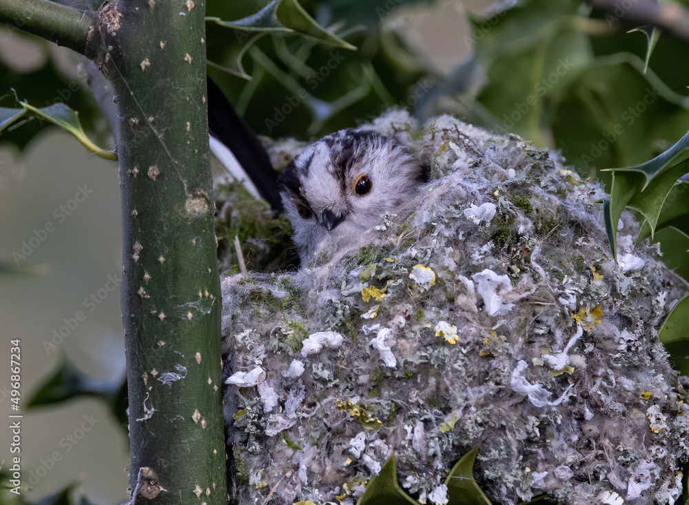 Poster Closeup shot of a long-tailed tit bird species in its nest on a tree surrounded by holly leaves