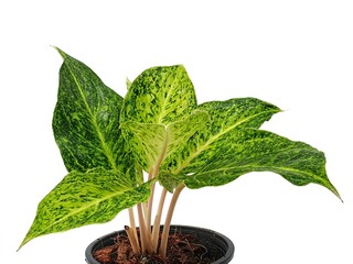 Aglaonema isolated on white background with copy space. Chinese Evergreen. ARACEAE. It is commonly grown as an ornamental plant. colors and patterns on leaves. 